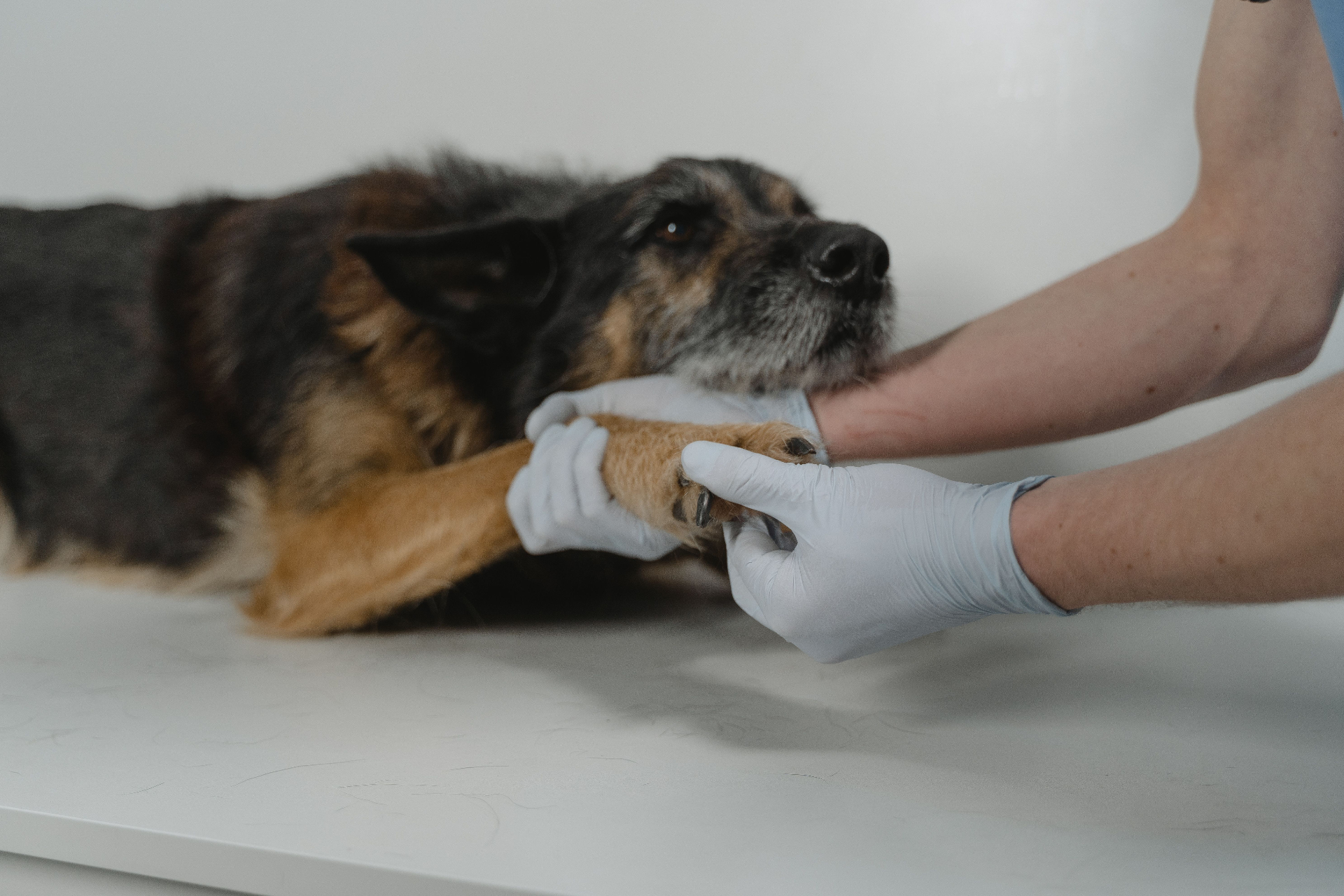 Experienced Veterinarians