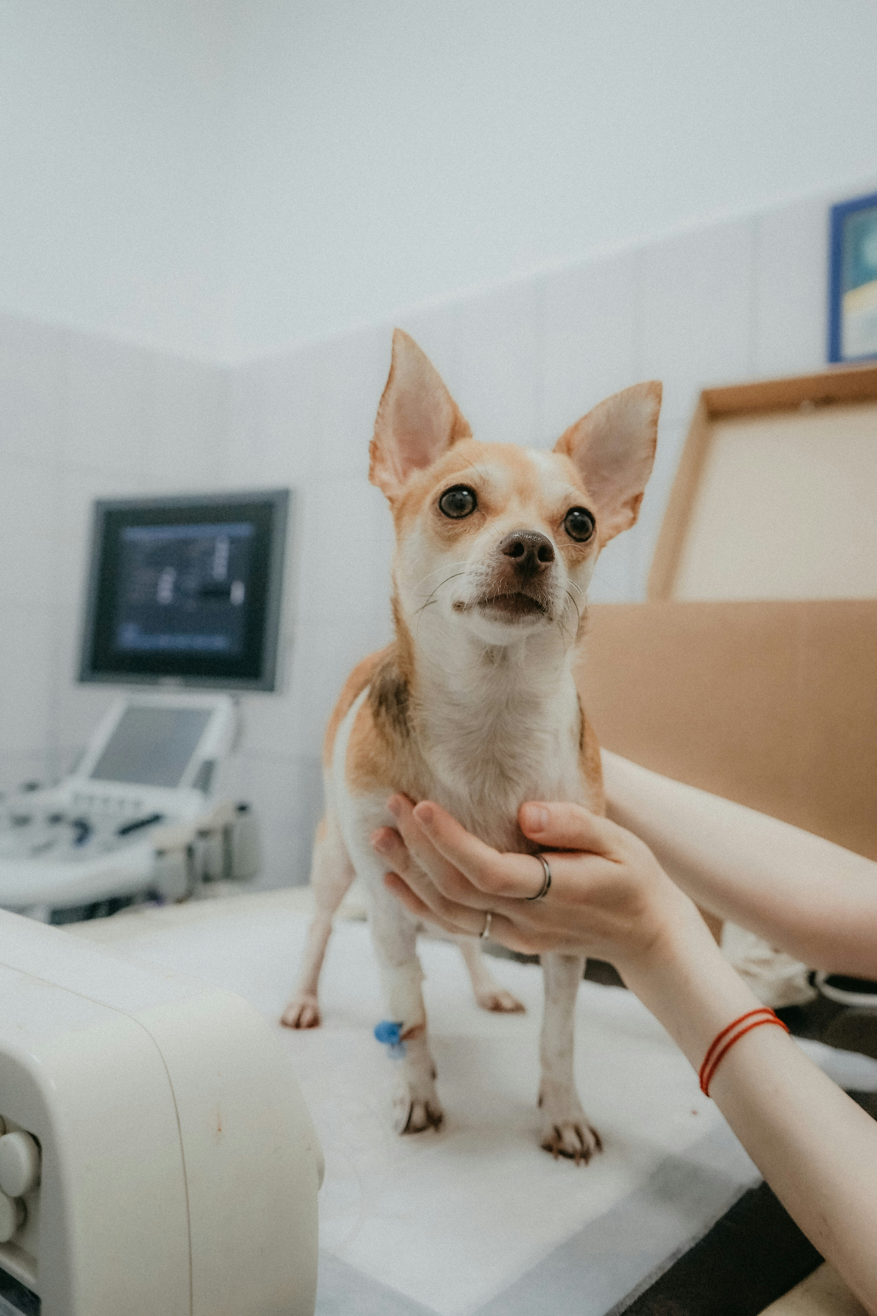 Spay & Neuter