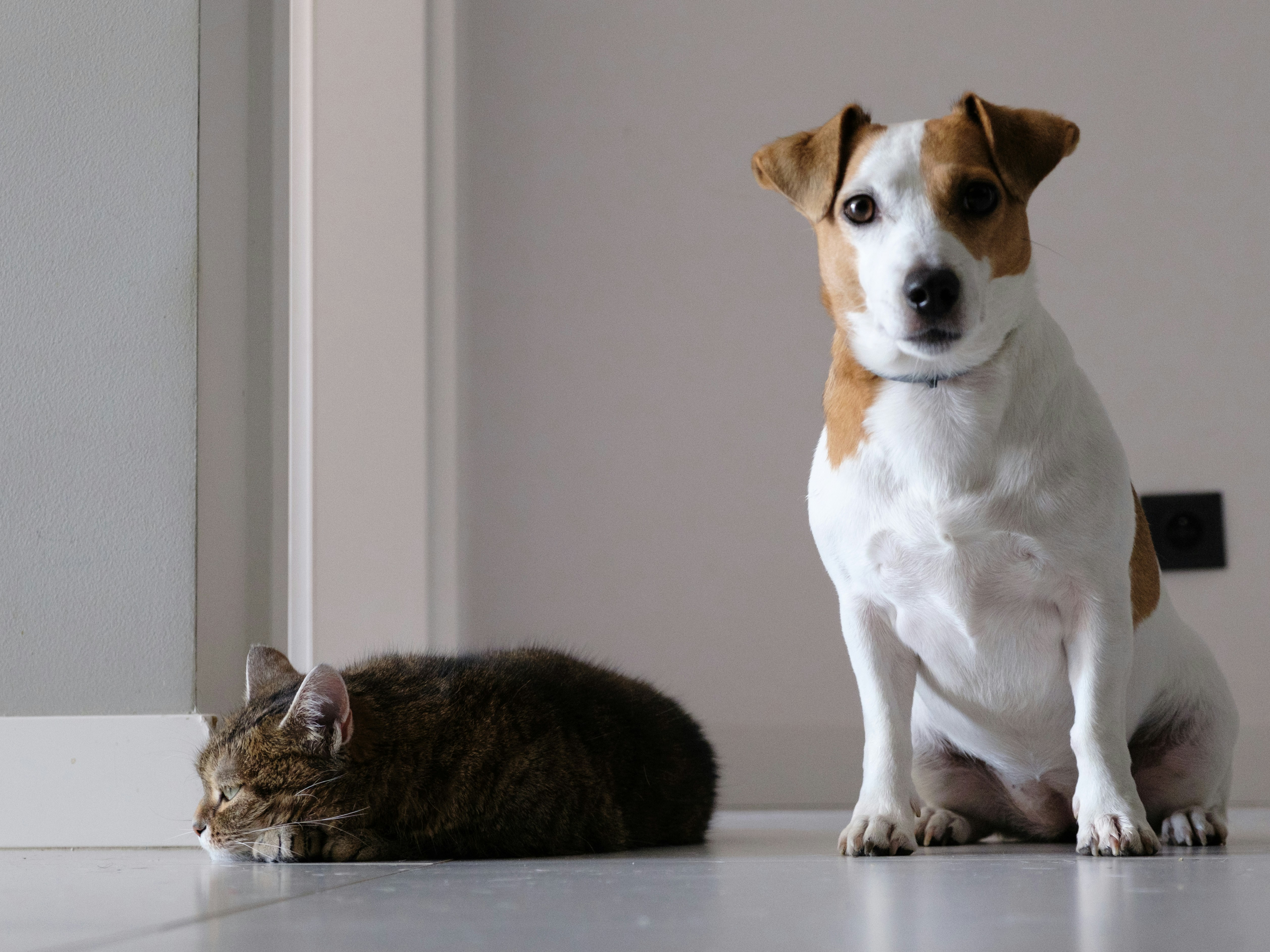 Dog receiving a gentle wellness exam