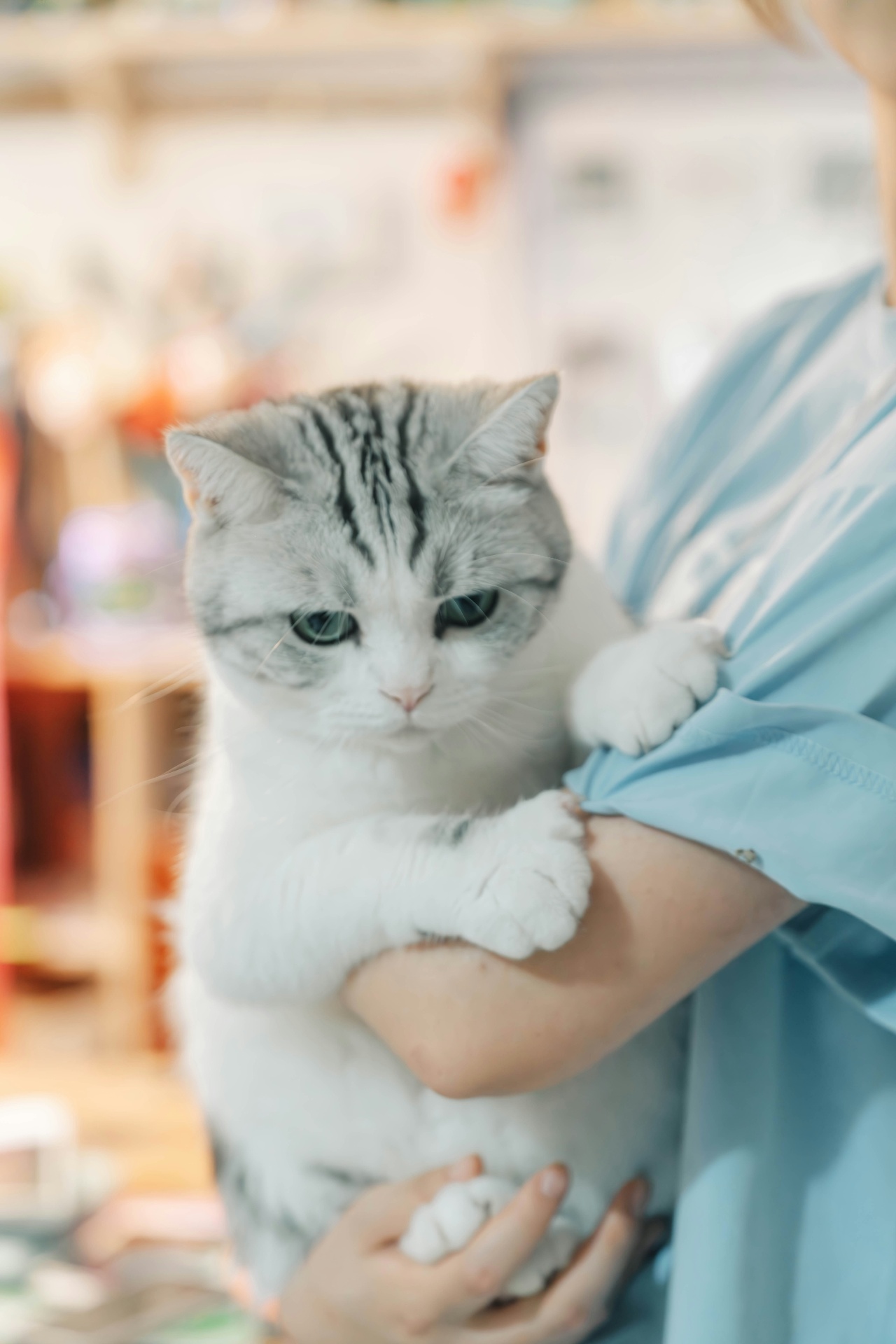 Cat being comforted during a veterinary visit