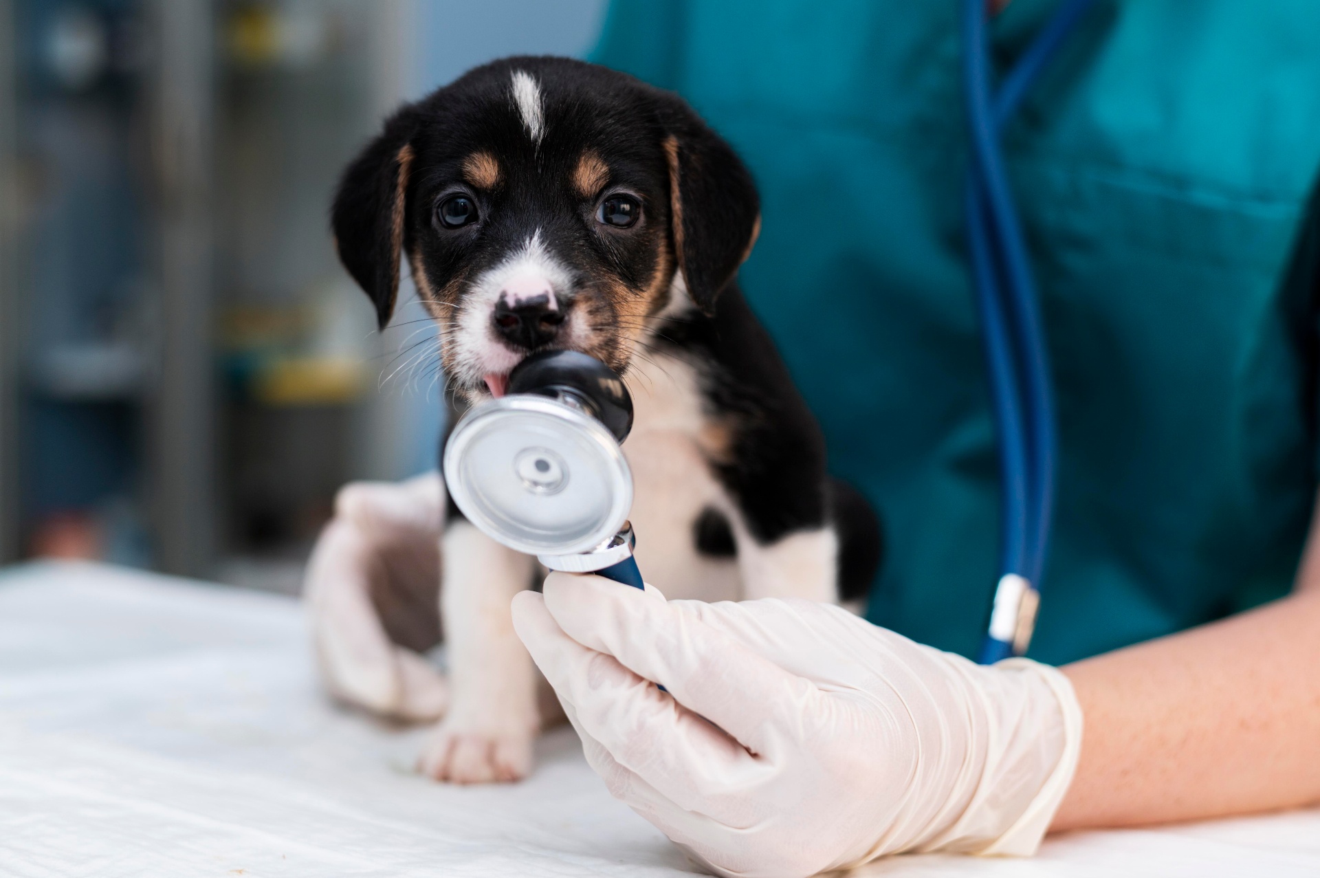 Dog receiving a gentle wellness exam
