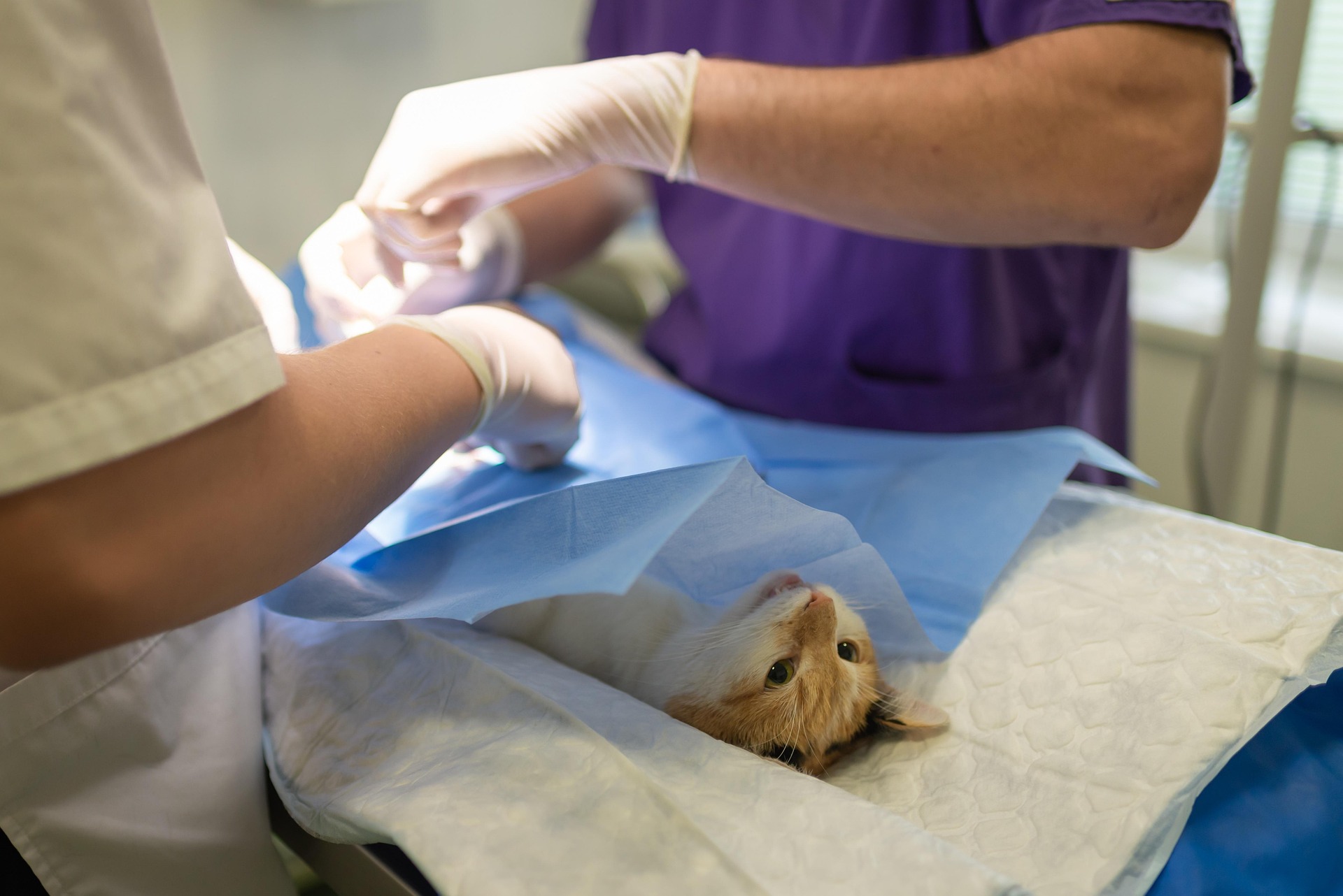 Soft-Tissue Surgery